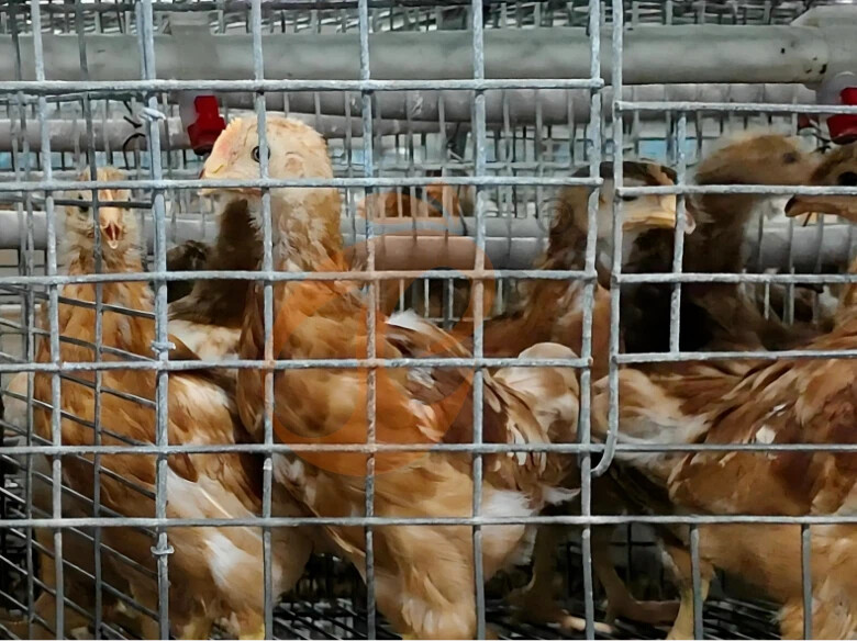 Semi Automatic A Frame Broiler Chicken Cage For Sale