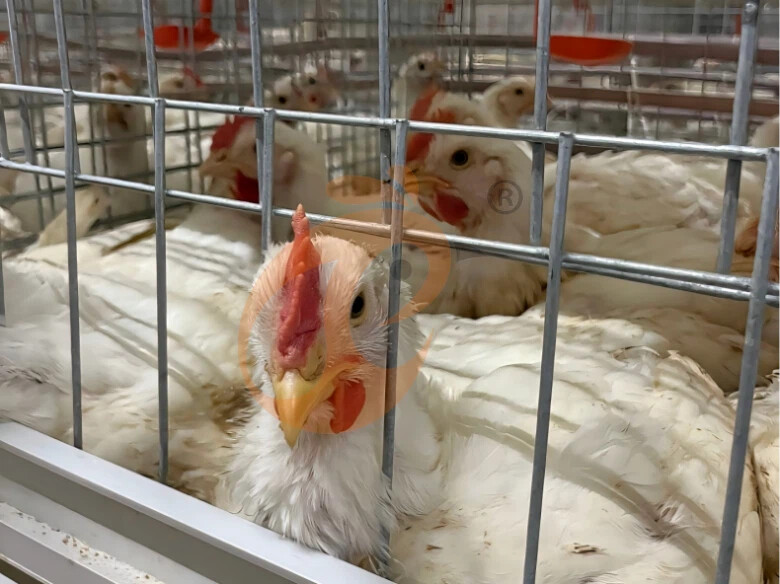 Semi Automatic A Frame Broiler Chicken Cage For Sale
