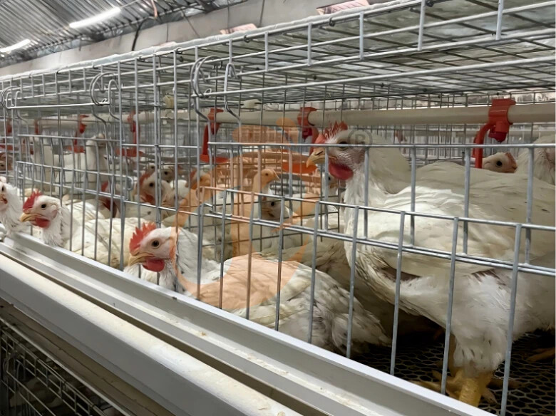 Semi Automatic A Frame Broiler Chicken Cage For Sale