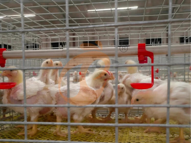 Semi Automatic A Frame Broiler Chicken Cage For Sale