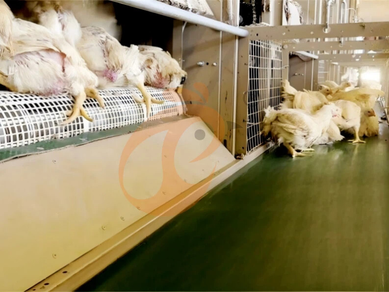 Automatic Harvesting H Frame Broiler Chicken Cage For Sale