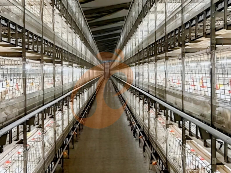 Automatic Harvesting H Frame Broiler Chicken Cage For Sale