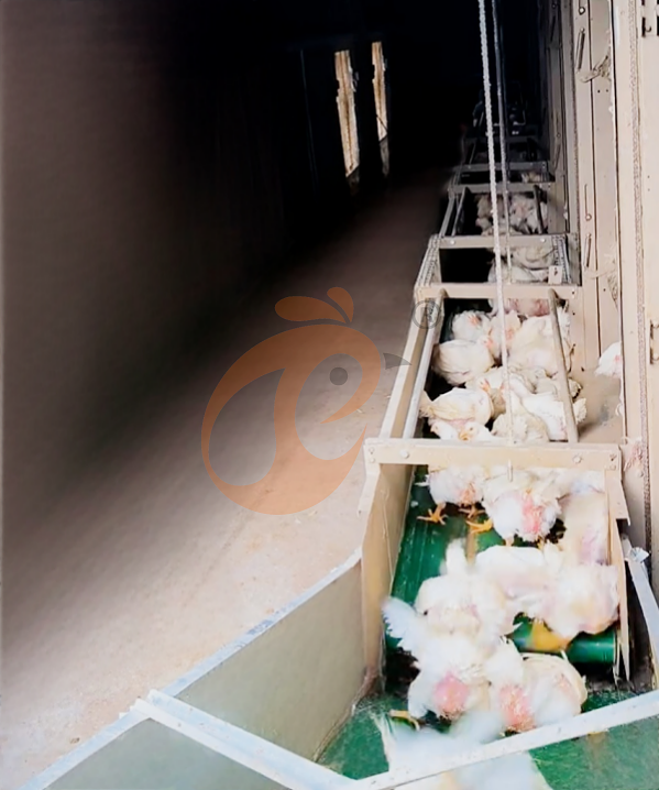 broiler battery cage system with harvest (8)