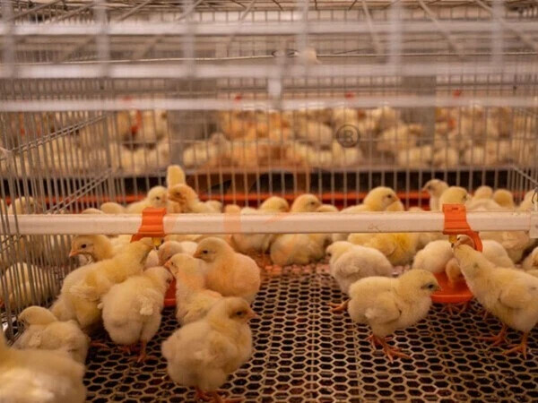 Automatic H Frame Broiler Chicken Cage For Sale