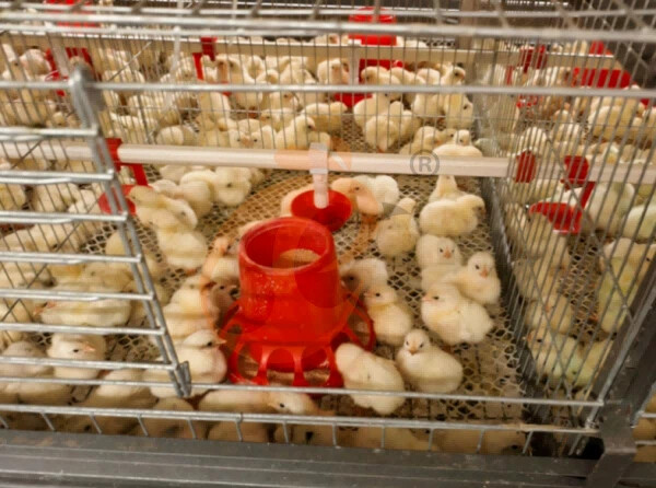 Automatic H Frame Broiler Chicken Cage For Sale