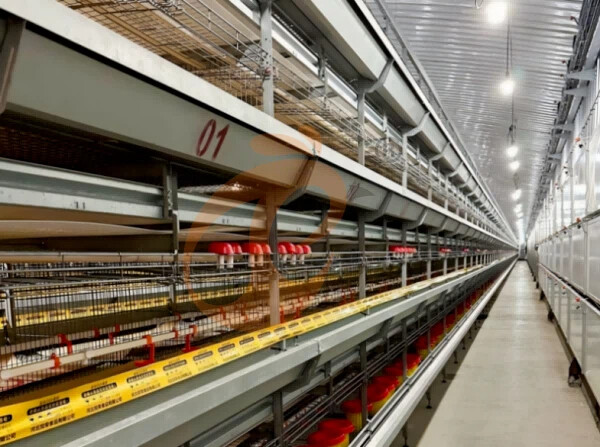 Automatic H Frame Broiler Chicken Cage For Sale