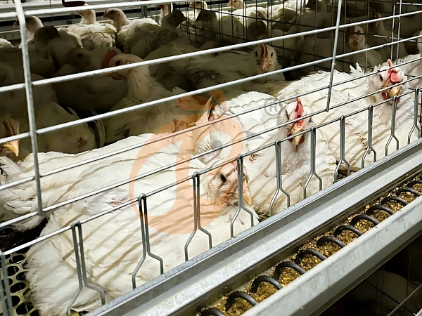 broiler battery cage (21)