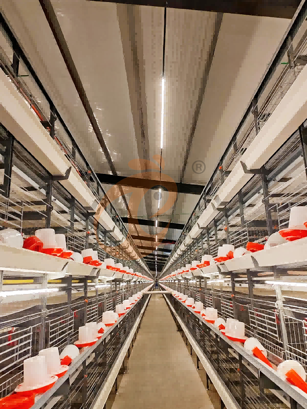 broiler battery cage (1)