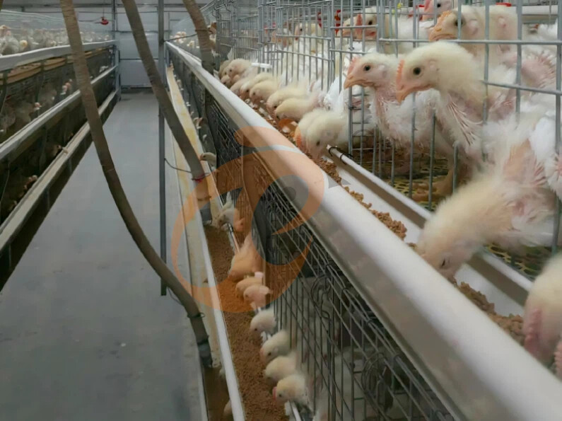 Semi Automatic H Frame Broiler Chicken Cage For Sale