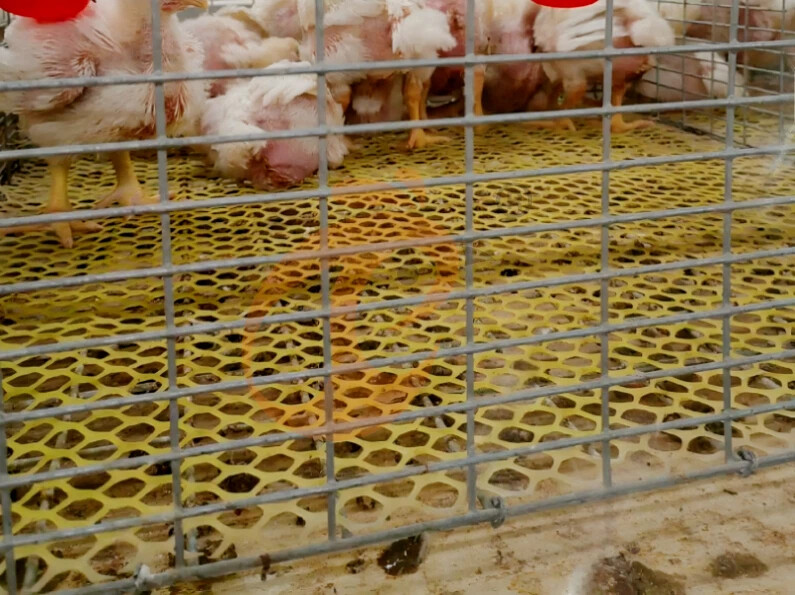 Semi Automatic H Frame Broiler Chicken Cage For Sale