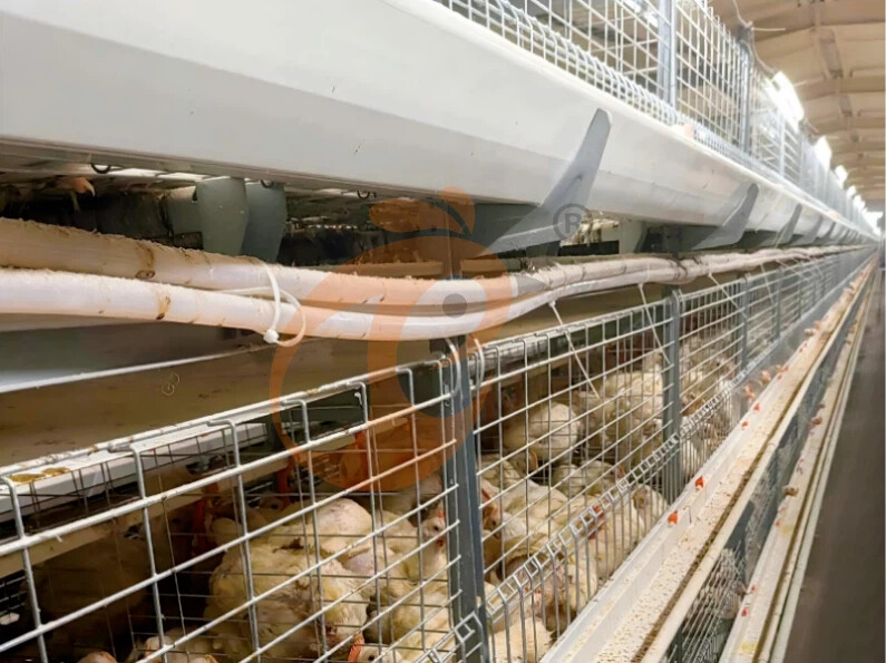 Semi Automatic H Frame Broiler Chicken Cage For Sale