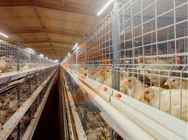 Semi Automatic H Frame Broiler Chicken Cage For Sale