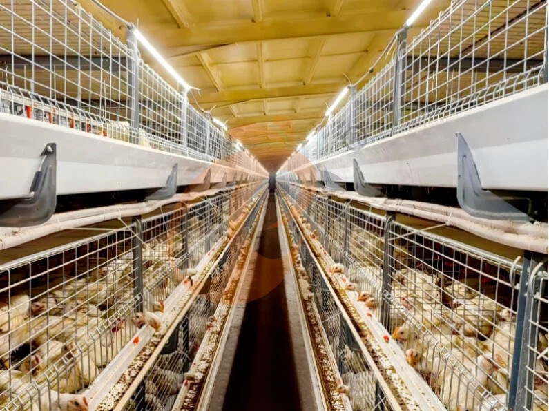 Semi Automatic H Frame Broiler Chicken Cage For Sale