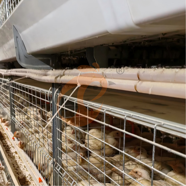 broiler battery cage system (16)