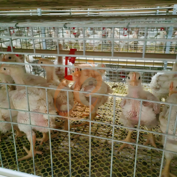 broiler battery cage system (14)