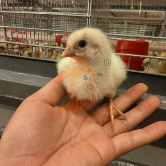 brooder battery cage system (5)