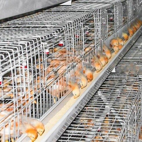 battery cage system (2)