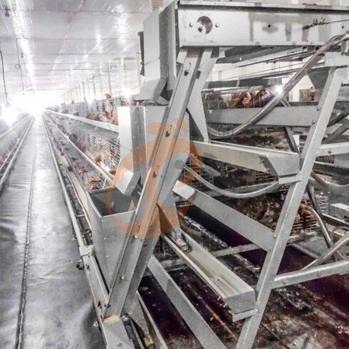 battery cage system (3)