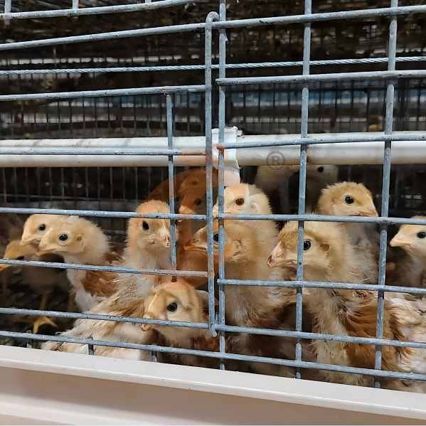 battery cage system for layer (33)