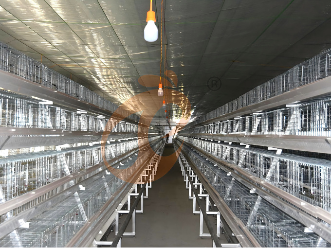 battery cage system for brooder (2)