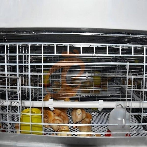 battery cage system for brooder (2)