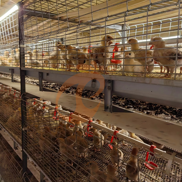 Battery cage system for brooder (10)