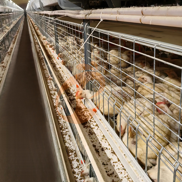 Battery cage system for brooder (19)