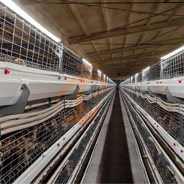 Battery cage system for brooder (14)