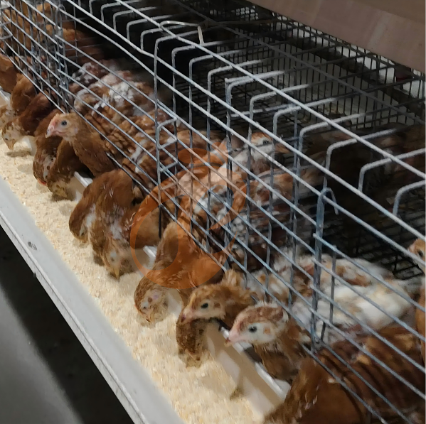 battery cage system for layer (24)