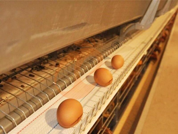 Layer Battery Cage Price & Benefits | 5 Key Tips For Egg Farms