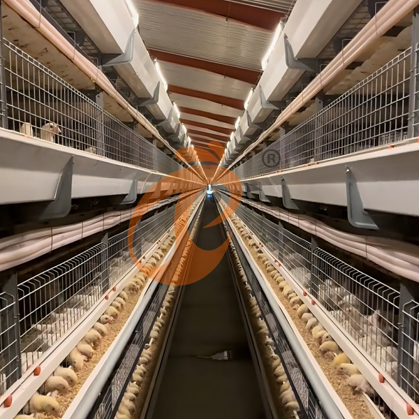 Day Old Chicken Cage (2)