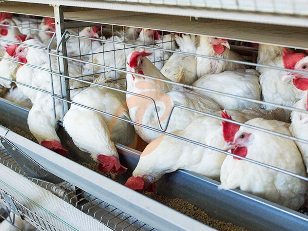 Why Choose Broiler Chicken Cage Systems | 5 Proven Benefits For Poultry Farms