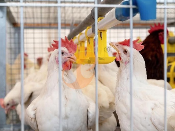 Broiler Chicken Cage Installation | 7 Key Steps For Proper Setup