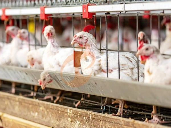 Broiler Chicken Cage | 5 Essential Tips To Improve Meat Production Efficiency