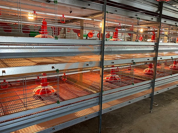 How To Build A Complete Poultry Equipment aList | 6 Practical Steps How To Build A Complete Poultry Equipment aList | 6 Practical Steps