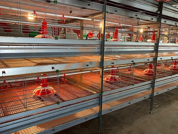How To Build A Complete Poultry Equipment aList | 6 Practical Steps