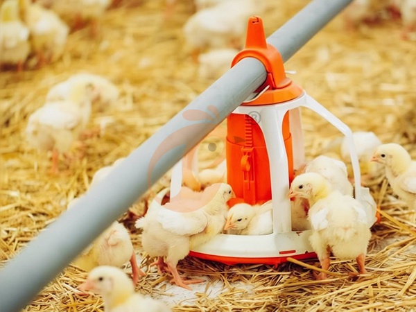 Deep Litter Poultry House Design | 5 Practical Layout Guidelines Deep Litter Poultry House Design | 5 Practical Layout Guidelines