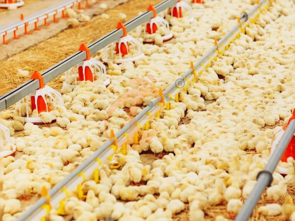 How To Manage Deep Litter Poultry System | 6 Practical Tips How To Manage Deep Litter Poultry System | 6 Practical Tips