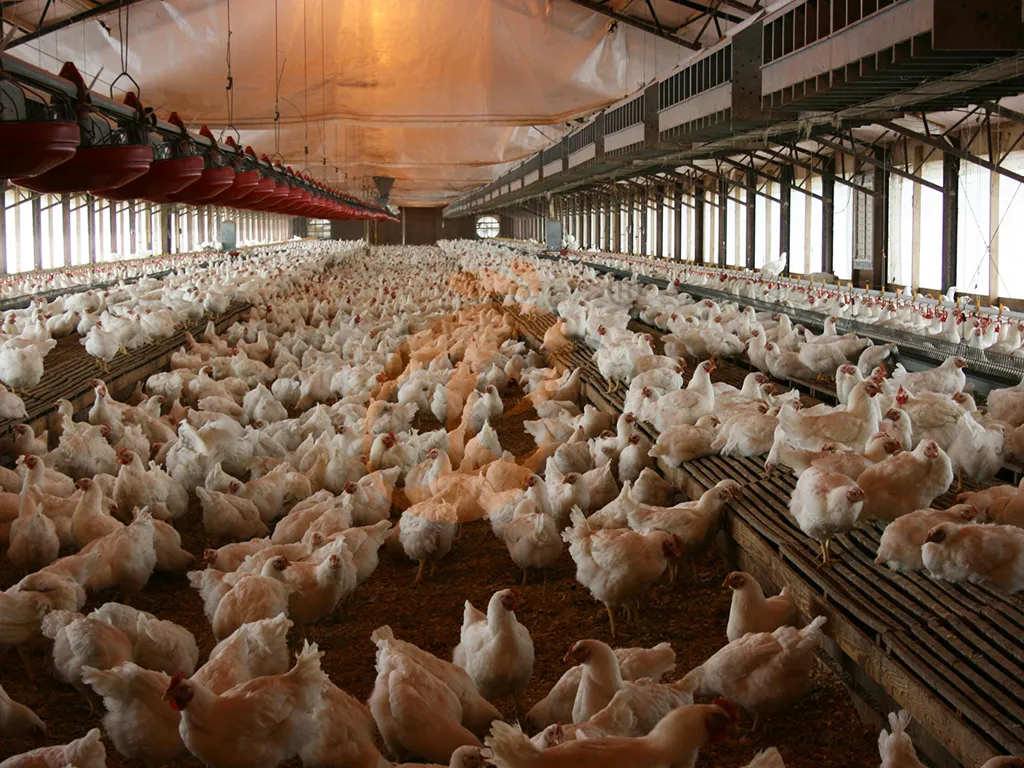 Chicken Coop Heater Comparison Review: Electric Vs Gas + Price Insights