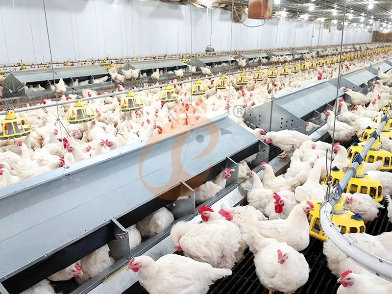 Floor Rearing System Ventilation | 5 Essential Design Guidelines