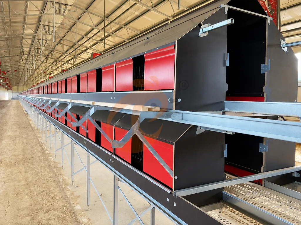 How To Manage Floor Rearing Poultry System | 6 Practical Daily Tips