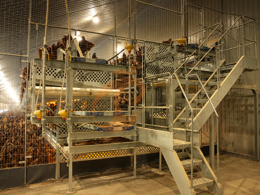 Complete Poultry Equipment List | 6 Essential Machines For Commercial Farms