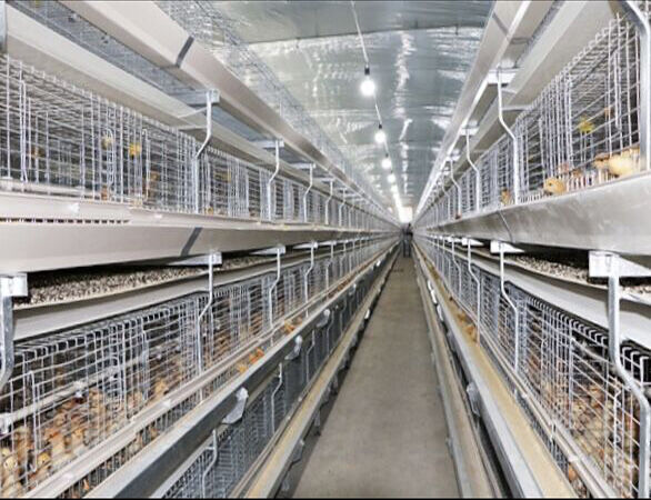 Type 1 broiler cage