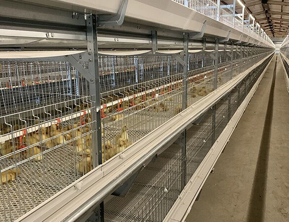 Type 1 broiler cage