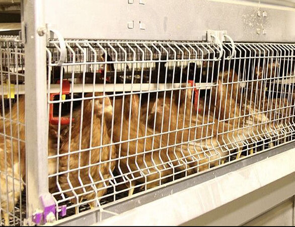 Type 1 broiler cage
