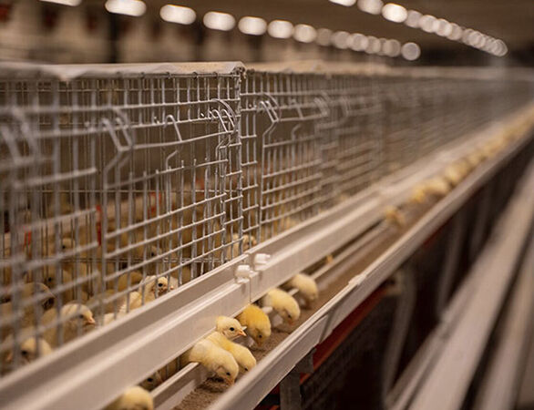 Type 1 broiler cage