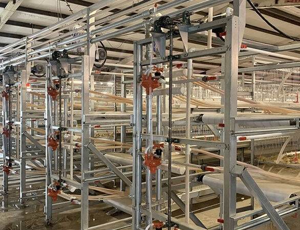 Type 1 broiler cage