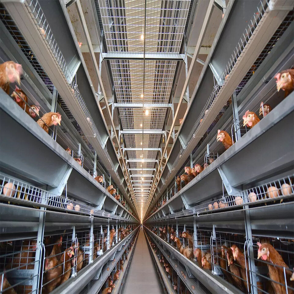 10 effectiveness of battery cage system