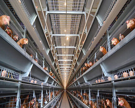 10 effectiveness of battery cage system