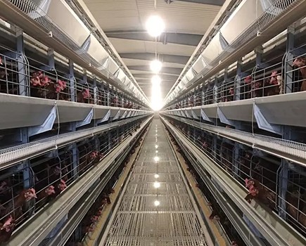 10 effectiveness of battery cage system